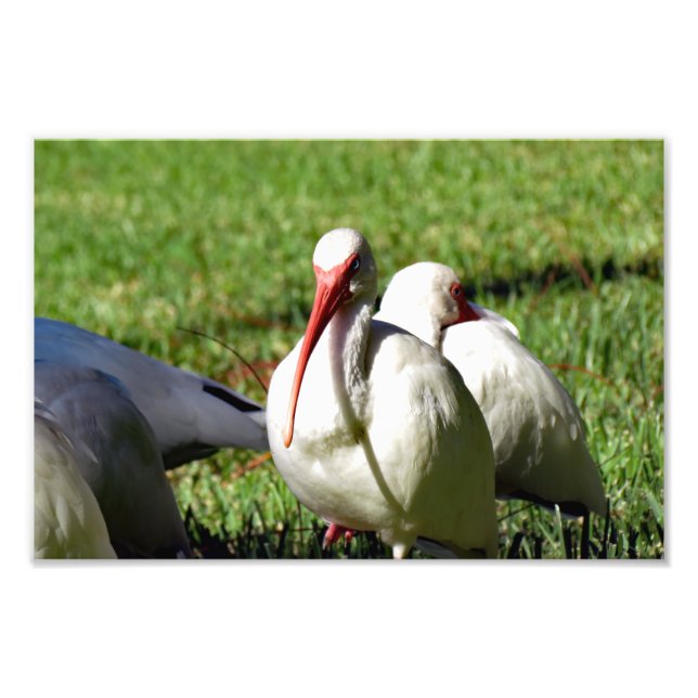 American White Ibis  Photo Print (Front)