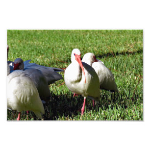 American White Ibis Photo Print
