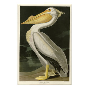 American White Pelican, Audubon's Birds of America Photo Print
