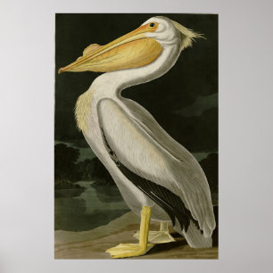 American White Pelican, Audubon's Birds of America Poster