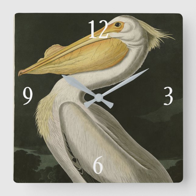 American White Pelican, Audubon's Birds of America Square Wall Clock (Front)