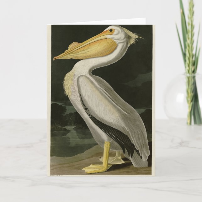 American White Pelican, Audubon's Birds of America Thank You Card (Front)