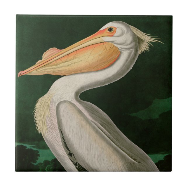 American White Pelican Birds of America Audubon Ceramic Tile (Front)