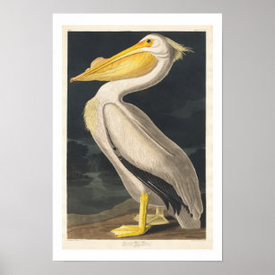 American White Pelican by Audubon Poster