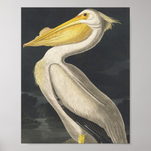 American White Pelican from Birds of America Poster