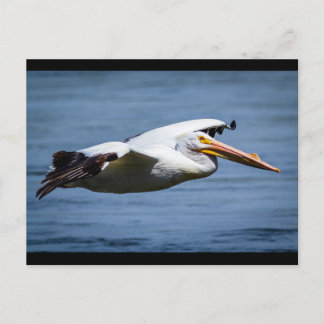 American White Pelican in flight Postcard