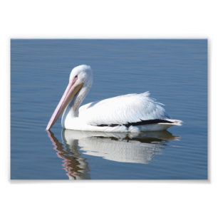 American White Pelican Photo Print