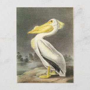 American White Pelican Postcard