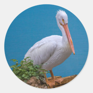 American White Pelican Sticker
