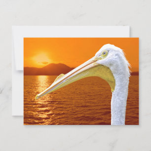American White Pelican sunset in Corfu Postcard