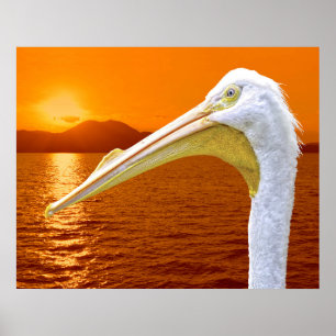 American White Pelican sunset in Corfu Poster