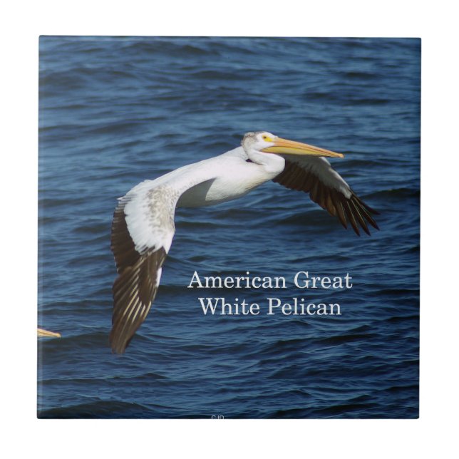 American White Pelican tile (Front)