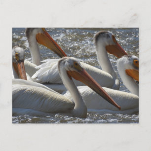 American White Pelicans Just Saying Hi Postcard