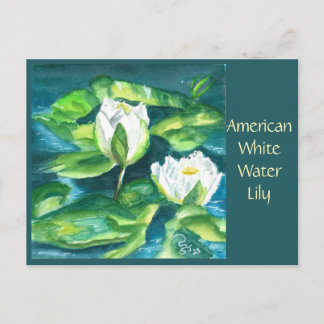American White Water Lily Post Card