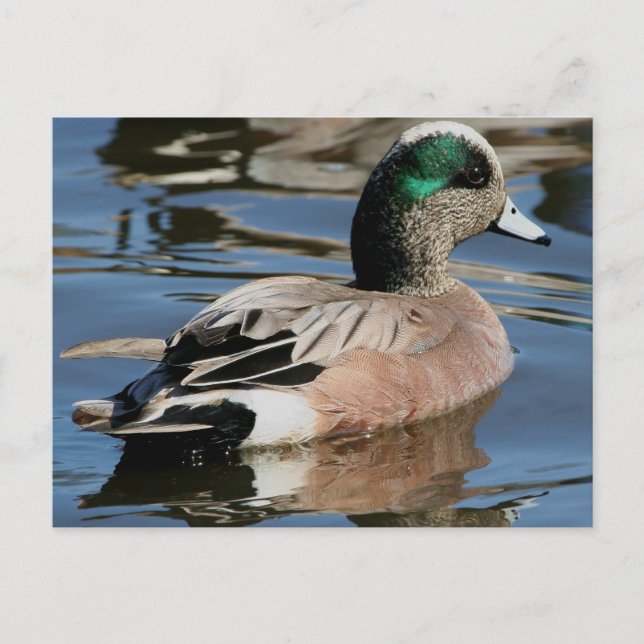 American Widgeon Drake Postcard (Front)