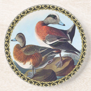 American Widgeon ducks on a rock Coaster