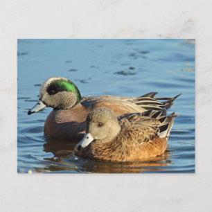 American Widgeon Pair (Drake and Hen) Holiday Postcard