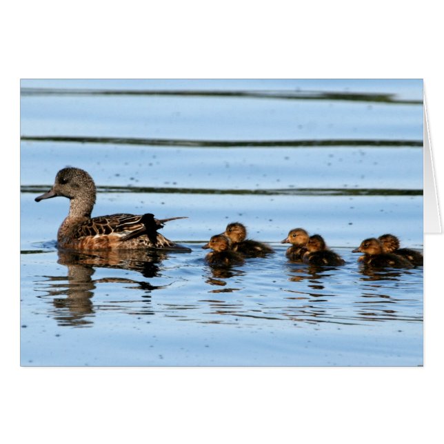 American Wigeon Brood 2 (Front Horizontal)