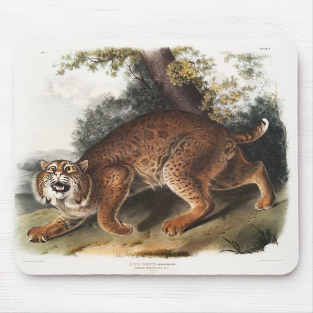 American wild cat, Lynx rufus deco gifts Mouse Pad (Front)