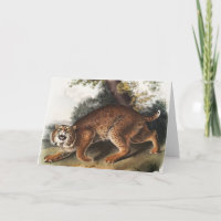 American wild cat (Lynx rufus) Illustration