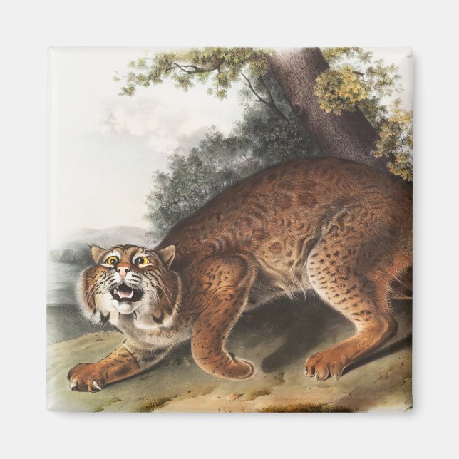 American wild cat (Lynx rufus) Illustration Magnet (Front)