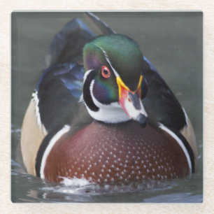 American Wood Duck Glass Coaster