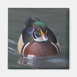 American Wood Duck Magnet