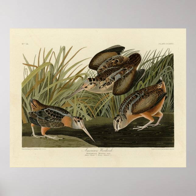 American Woodcock from Audubon's Birds of America Poster (Front)