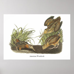 American Woodcock, John Audubon Print
