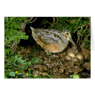 American Woodcock with eggs