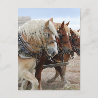 American Work Horse Postcard