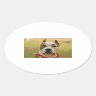 AmericanStafforshireTerrier 2.png Oval Sticker