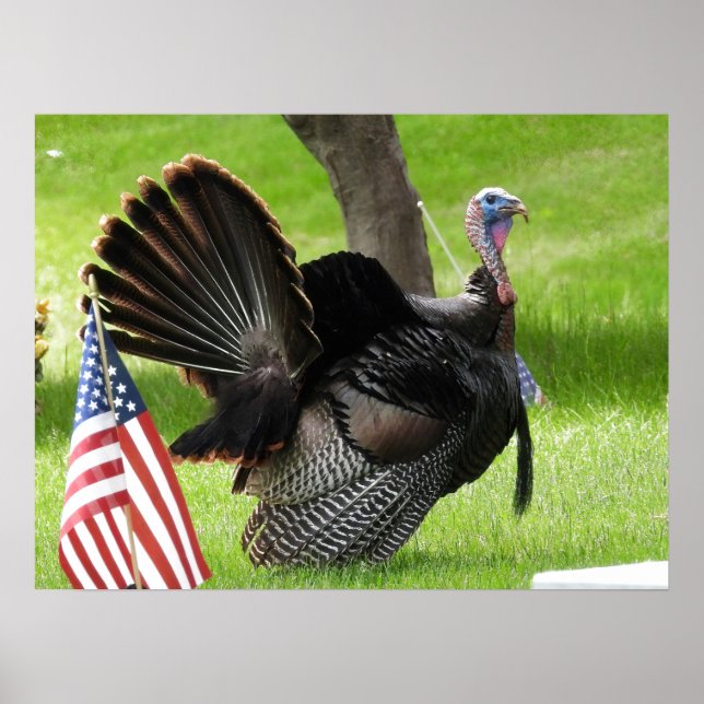 America's Bird Wild Tom Turkey Poster (Front)