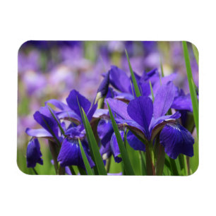 Amethyst Purple Irises Magnet