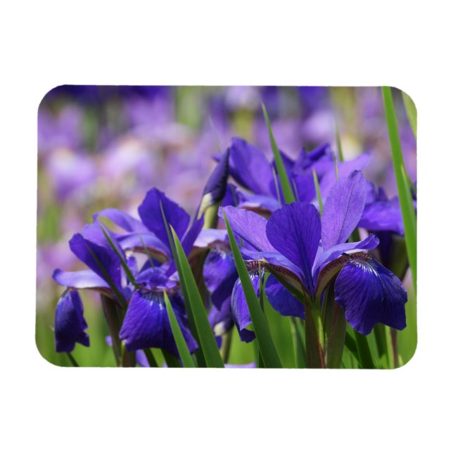 Amethyst Purple Irises Magnet (Horizontal)