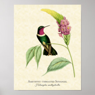 Amethyst Throated Hummingbird Art Print