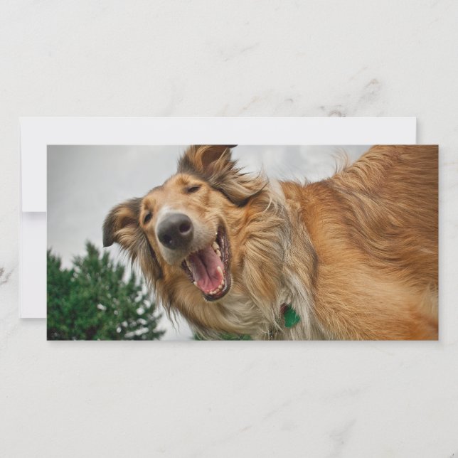 Amiga the Smiling Collie (Front)