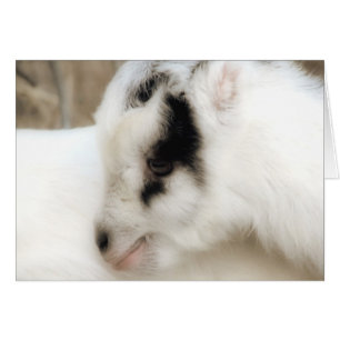 Amigo Goat Kid All Occasions Greeting Card 