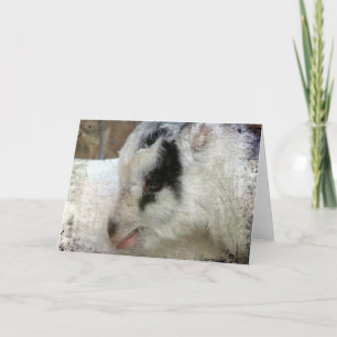 Amigo the Goat Card