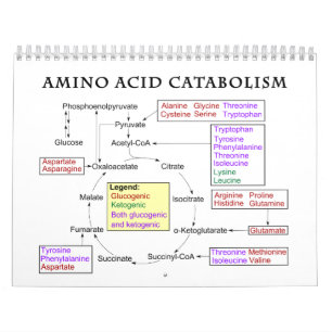 Amino Acid Catabolism Diagram Calendar