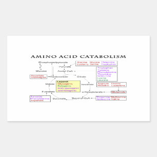Amino Acid Catabolism Diagram Rectangular Sticker