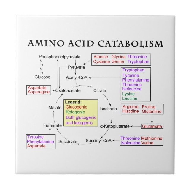 Amino Acid Catabolism Diagram Tile (Front)