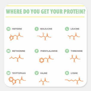 Amino Acids - Where do you get your protein? Square Sticker