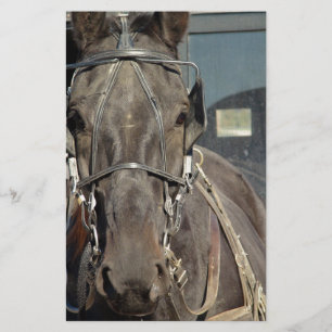 Amish Buggy Horse