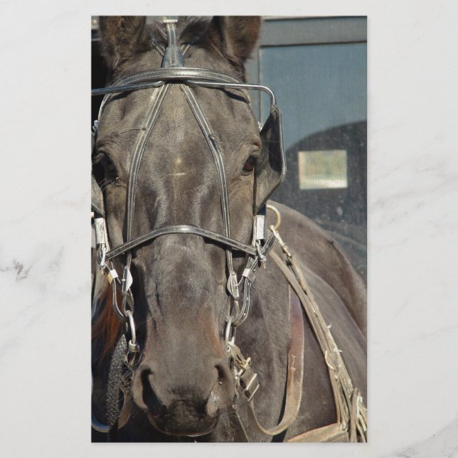 Amish Buggy Horse (Front)