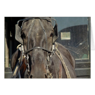 Amish Buggy Horse
