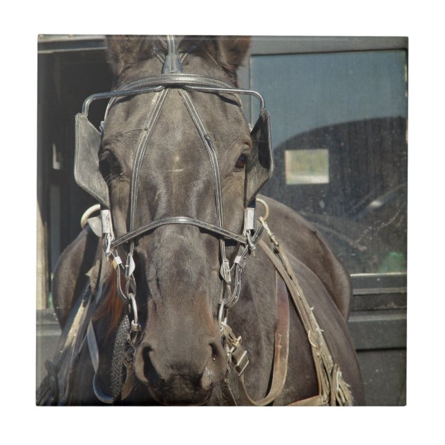 Amish Buggy Horse Ceramic Tile (Front)
