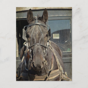 Amish Buggy Horse Kalona, Iowa Postcard