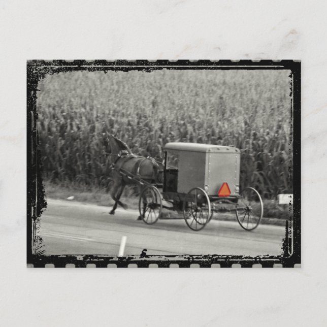 Amish Buggy Monochrome Postcard (Front)