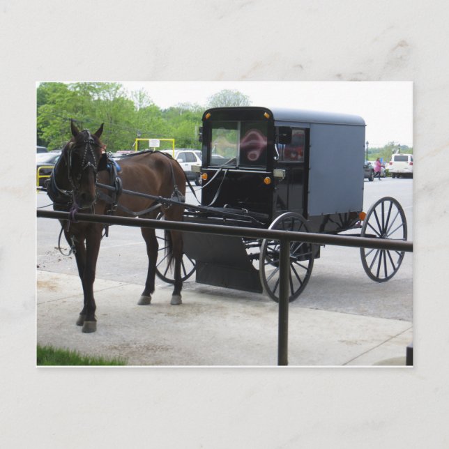 Amish Buggy Postcard (Front)